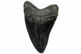 Fossil Megalodon Tooth - South Carolina #300205-1